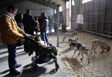 Fotos de la exposición de la raza de perros pachón navarro en las Ferias de Tafalla 2026