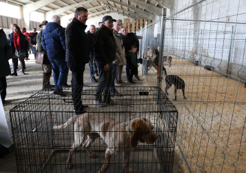 Fotos de la exposición de la raza de perros pachón navarro en las Ferias de Tafalla 2026