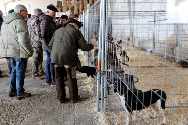 Fotos de la exposición de la raza de perros pachón navarro en las Ferias de Tafalla 2026
