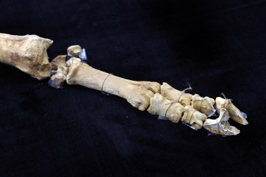 Fotos del esqueleto del bisonte de hace 4.000 años hallado en Urbasa