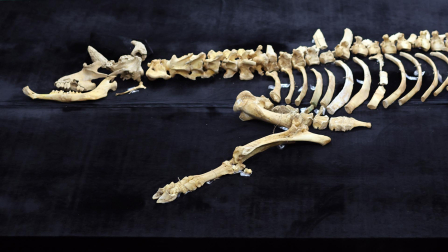 Fotos del esqueleto del bisonte de hace 4.000 años hallado en Urbasa