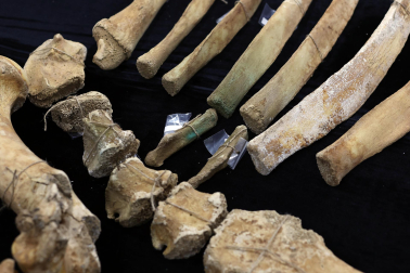 Fotos del esqueleto del bisonte de hace 4.000 años hallado en Urbasa