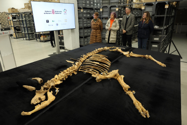 Fotos del esqueleto del bisonte de hace 4.000 años hallado en Urbasa