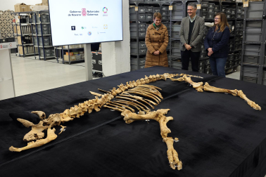 Fotos del esqueleto del bisonte de hace 4.000 años hallado en Urbasa