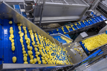 Patatas ya peladas para elaborar tortillas. Hay sensores que desechan cualquier patata defectuosa y que, incluso, las clasifica por color