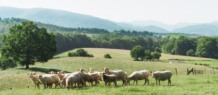 Las más de 1.600 ovejas de Postres Ultzama pastan en libertad en las campas del Valle de Ultzama y Lantz