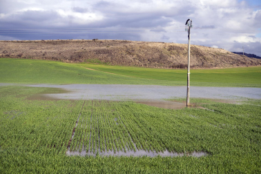 El exceso de agua debido a las últimas lluvias se deja notar en los campos agrícolas navarros.
