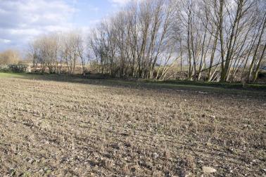 El exceso de agua debido a las últimas lluvias se deja notar en los campos agrícolas navarros.