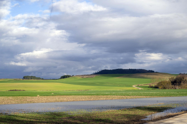 El exceso de agua debido a las últimas lluvias se deja notar en los campos agrícolas navarros.