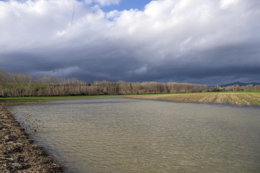 El exceso de agua debido a las últimas lluvias se deja notar en los campos agrícolas navarros.