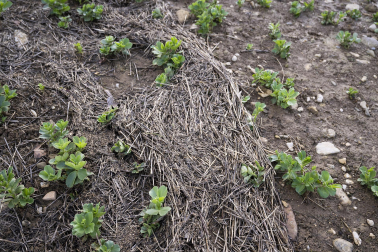 El exceso de agua debido a las últimas lluvias se deja notar en los campos agrícolas navarros.