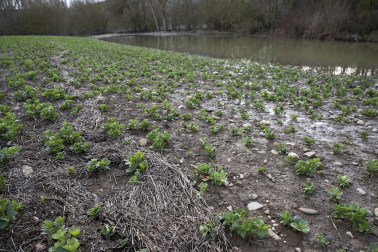 El exceso de agua debido a las últimas lluvias se deja notar en los campos agrícolas navarros.