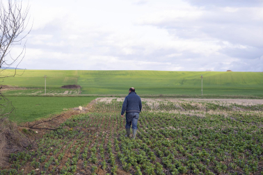 El exceso de agua debido a las últimas lluvias se deja notar en los campos agrícolas navarros.