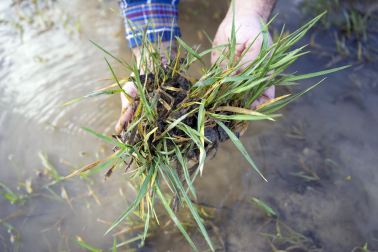El exceso de agua debido a las últimas lluvias se deja notar en los campos agrícolas navarros.