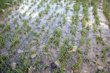 El exceso de agua debido a las últimas lluvias se deja notar en los campos agrícolas navarros.