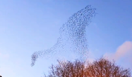 Cientos de aves dibujaron formas curiosas y perfectamente sincronizadas sobre la Plaza de la Concordia de Pamplona en la tarde de este jueves, 19 de febrero.