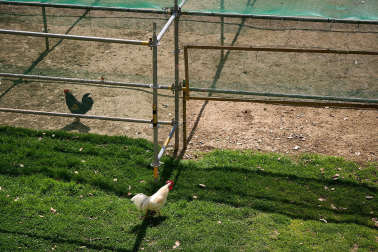 Foto de la liberación de las más de 170 aves enjauladas en el parque de la Taconera