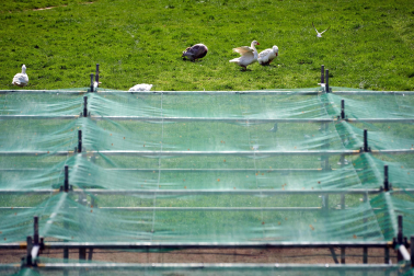 Foto de la liberación de las más de 170 aves enjauladas en el parque de la Taconera
