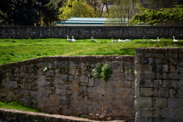 Foto de la liberación de las más de 170 aves enjauladas en el parque de la Taconera