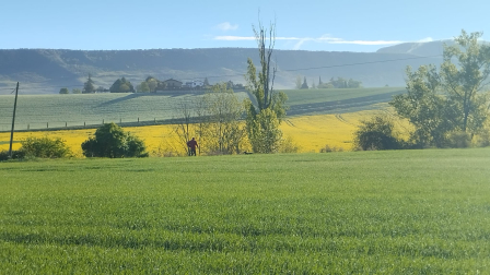 Un pastor y su perro observan un campo de colza con Zabalegui de fondo