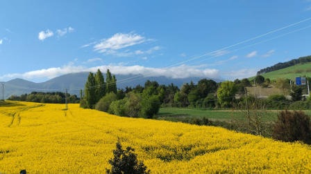 Vídeo de los campos de colza en flor en Navarra
