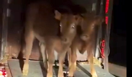 Los dos becerros salieron del camión y caminaron por la autopista