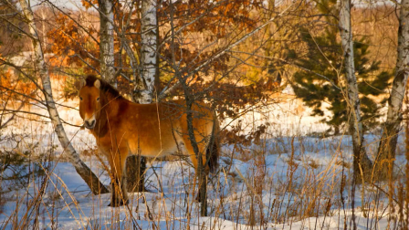 Caballo de Przewalski en la Zona de Exclusión de Chernóbil (Ucrania), enero de 2017