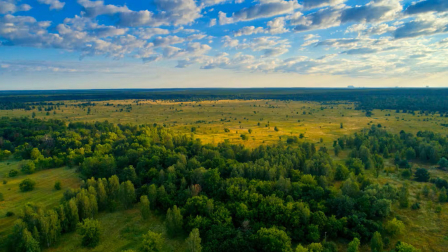Bosque en la Zona de Exclusión de Chernóbil (Ucrania), julio de 2019