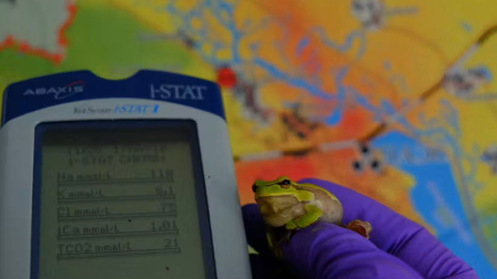 Examen de estado fisiológico en un macho de rana de San Antonio oriental (Hyla orientalis), Zona de Exclusión de Chernóbil, mayo de 2017