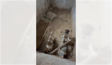 Rescatados dos cachorros de mastín en Fitero