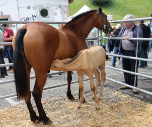 Fotos de la Feria de Primavera de Santesteban