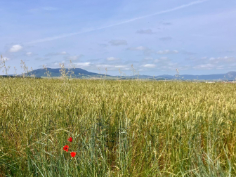 Explosión de amapolas a lo largo del camino. Zolina-Mutilva.