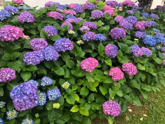 Hortensias en el Baztan