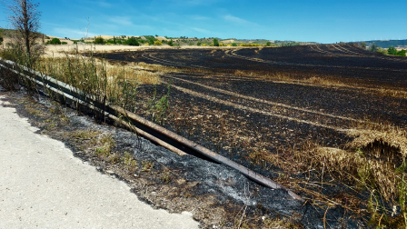 Campo que ha ardido, a la altura de la bodega de Obanos.