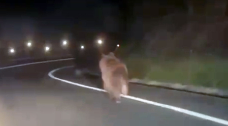 Un oso ha sido grabado esta pasada noche de sábado por un conductor que circulaba en la carretera que une las localidades de Ochagavía y Ezcároz, en el valle de Salazar.