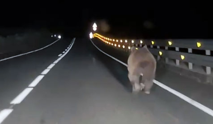 Vídeo del joven ejemplar de oso pardo que ha sido avistado este domingo de madrugada en la carretera entre Ezcároz y Ochagavía, la NA-140.