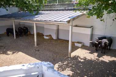 Fotos de los novillos de Pincha que serán lidiados el día 5 de julio