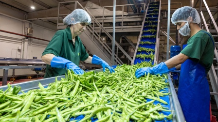 Vídeo del proceso de elaboración de alubias verdes en conserva en una industria agrolimentaria navarra