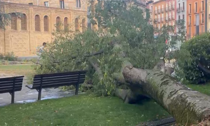Se cae un árbol en el Paseo del Doctor Arazuri debido a la tormenta