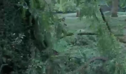 Vídeo de varios árboles caídos en Pamplona tras la tormenta del sábado