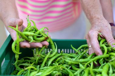 Fotos de la Fiesta de la Guindilla de Murillo el Fruto