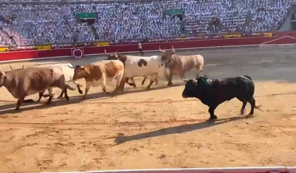 Regresa el toro a los corrales debido a su poca fuerza