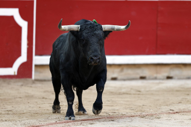Fotos de la corrida del 7 de julio de la Feria del Toro 2026 con morlacos de Fuente Ymbro para los diestros Daniel Luque, Víctor Hernández y Aarón Palacio