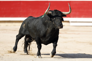 Fotos de la corrida del 8 de julio de la Feria del Toro 2026 con toros de la ganadería Cebada Gago para los diestros David Galván, Román y Manuel Diosleguarde