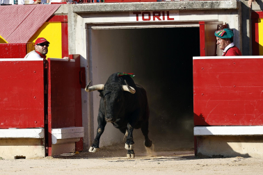 Fotos de la corrida del 8 de julio de la Feria del Toro 2026 con toros de la ganadería Cebada Gago para los diestros David Galván, Román y Manuel Diosleguarde