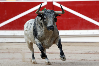 Fotos de la corrida del 8 de julio de la Feria del Toro 2026 con toros de la ganadería Cebada Gago para los diestros David Galván, Román y Manuel Diosleguarde