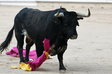 Fotos de la corrida del 8 de julio de la Feria del Toro 2026 con toros de la ganadería Cebada Gago para los diestros David Galván, Román y Manuel Diosleguarde