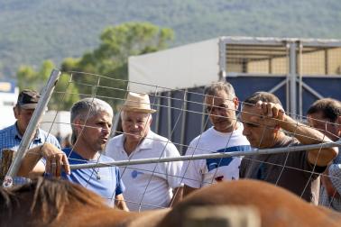 Fotos de la feria de ganado de San Fermín 2026