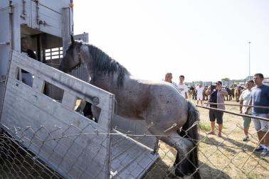Fotos de la feria de ganado de San Fermín 2026