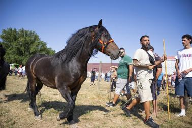 Fotos de la feria de ganado de San Fermín 2026